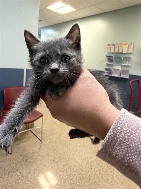 KILIFU - Domestic Short Hair available for adoption