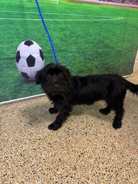 LA-LA - Miniature Schnauzer available for adoption
