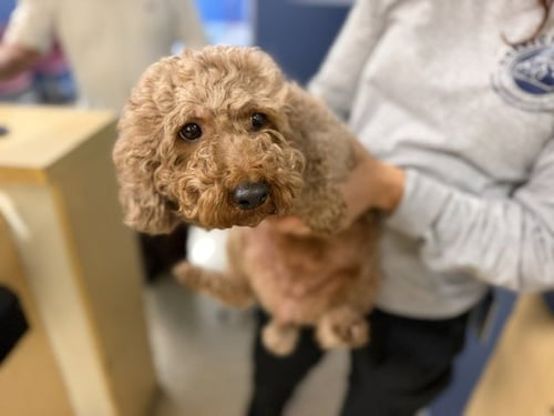 JELLY - Poodle (Miniature) available for adoption