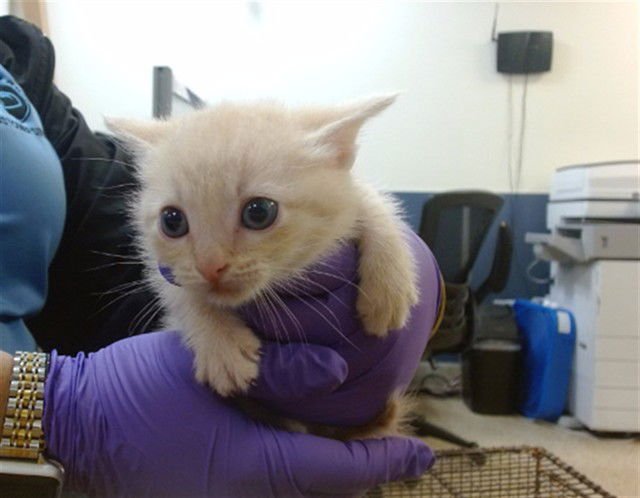 BUTTERFINGER - Domestic Short Hair available for adoption