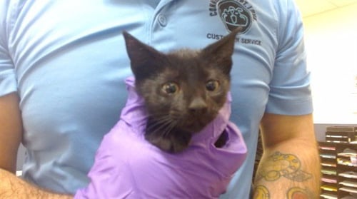 SPIFFY - Domestic Short Hair available for adoption