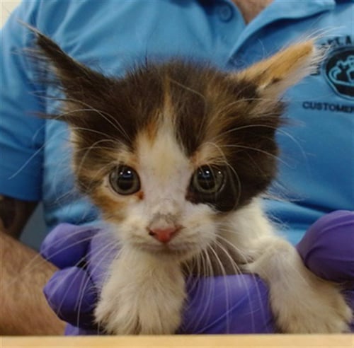 AKITTA - Domestic Short Hair available for adoption