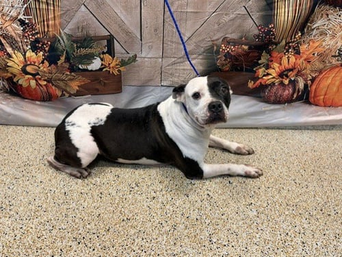 BLOSSOM - American Bulldog available for adoption