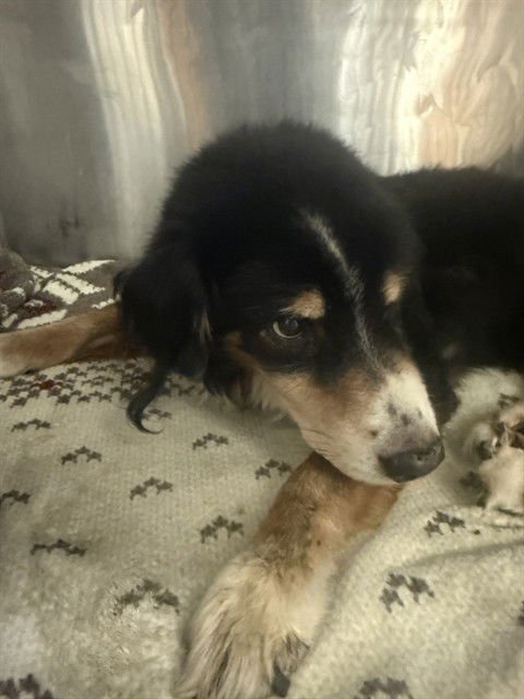 TRINTON - Australian Shepherd available for adoption