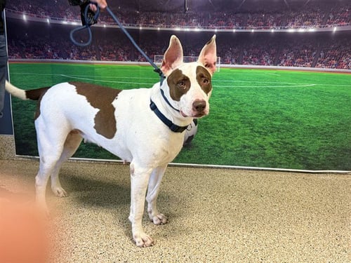 MANCHITAS - Bull Terrier available for adoption