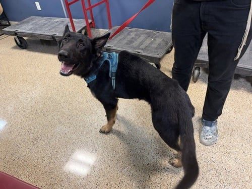 MACKY - German Shepherd Dog available for adoption