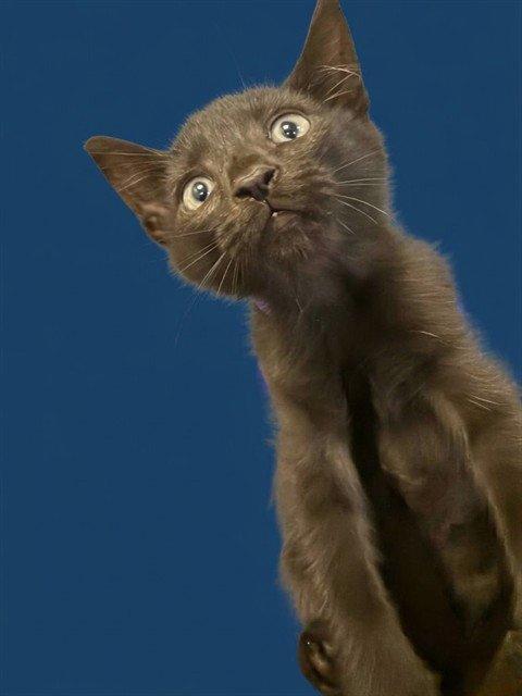 BINX - Domestic Short Hair available for adoption