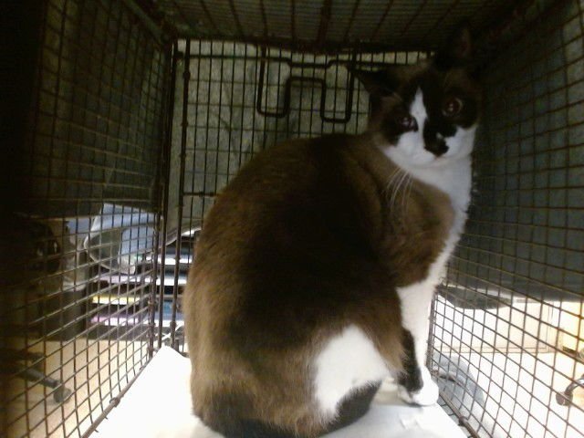 ANGEL - Snowshoe available for adoption