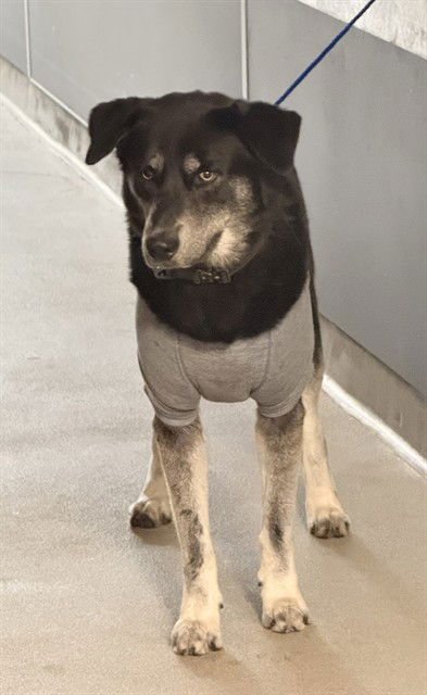 BRUCE - German Shepherd Dog available for adoption