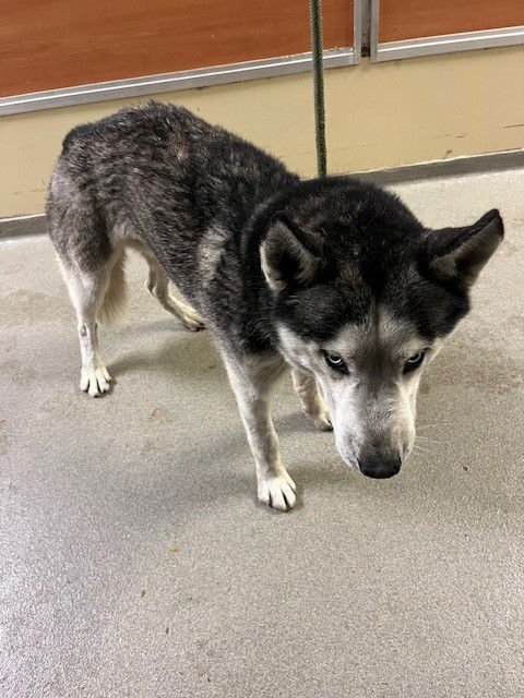 APOLLO - Siberian Husky available for adoption