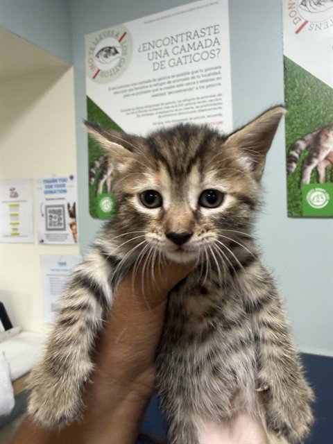 SALLY - Domestic Short Hair available for adoption