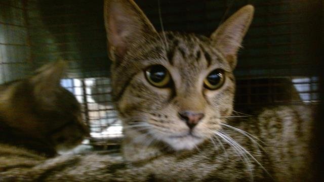 OLLY - Domestic Short Hair available for adoption