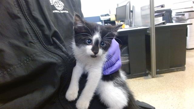 LISA - Domestic Short Hair available for adoption