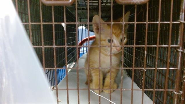 ALBERT - Domestic Short Hair available for adoption