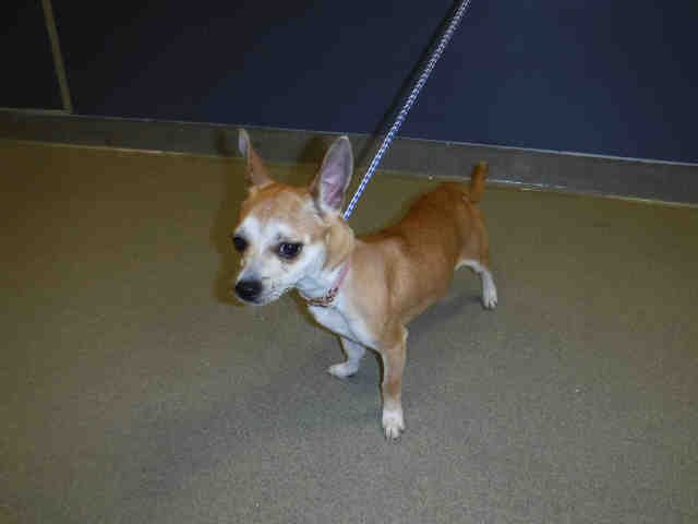 TINY - Chihuahua available for adoption