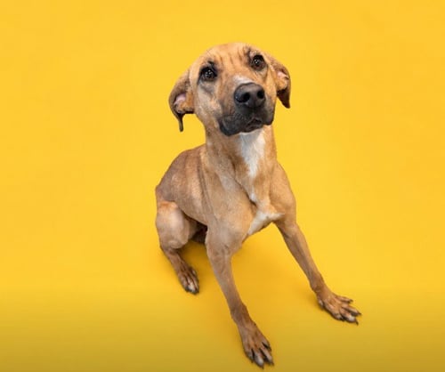RILEY - Mastiff available for adoption
