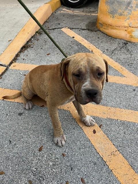 MOE - American Pit Bull Terrier available for adoption