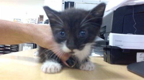 PEAR - Domestic Short Hair available for adoption