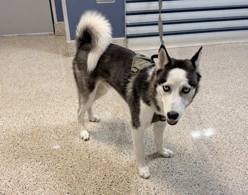 LUCKY - Siberian Husky available for adoption