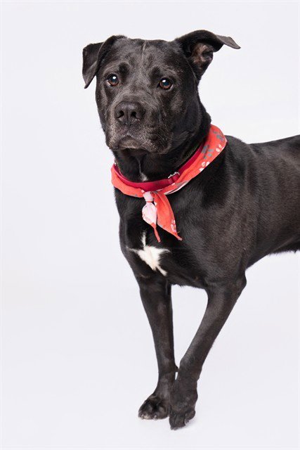 ZERO - American Staffordshire Terrier available for adoption