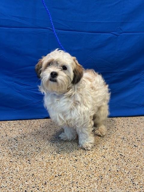 ANGEL - Shih Tzu available for adoption