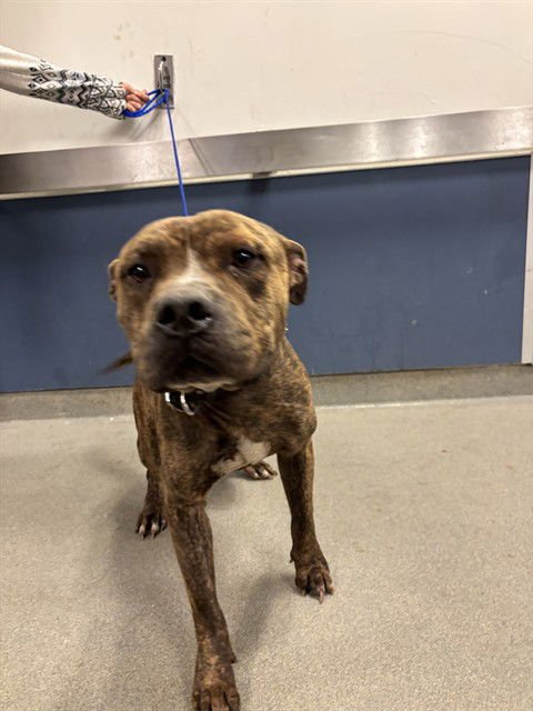 BAMBAM - American Bulldog available for adoption