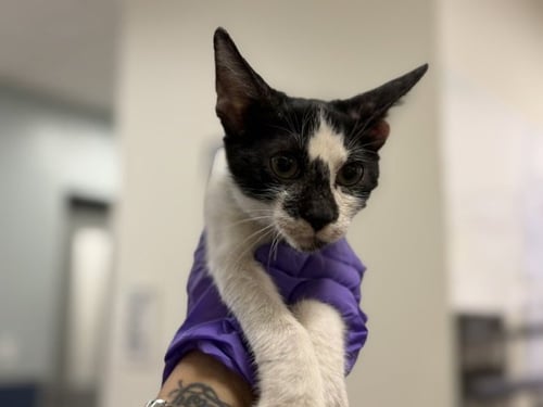 OREO - Domestic Short Hair available for adoption