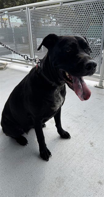 XENA - Labrador Retriever available for adoption