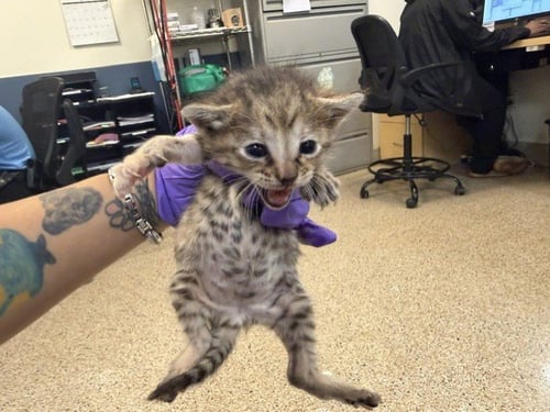 BOBBY - Domestic Short Hair available for adoption