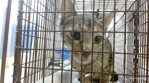 MAGDALENA - Domestic Short Hair available for adoption