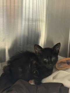 NIGHT - Domestic Short Hair available for adoption