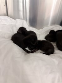 LENTIL - Photo 1