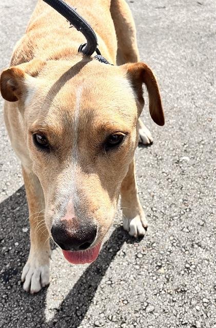 NANCE - Labrador Retriever available for adoption