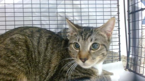 JARRED - Domestic Short Hair available for adoption