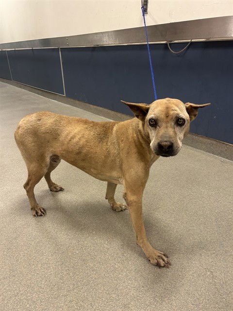 BUTTERCUP - Chinese Shar-Pei available for adoption