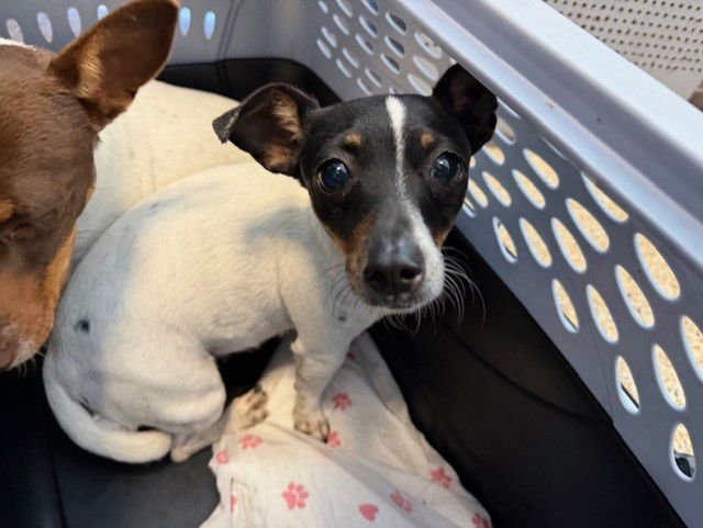 SUSY - Rat Terrier available for adoption
