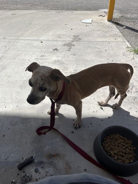 TINY - Chihuahua available for adoption