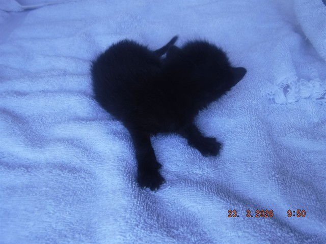 SHEQUAN - Domestic Short Hair available for adoption