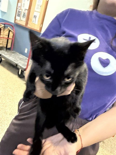 TOULOUSE - Domestic Short Hair available for adoption