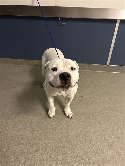 SNOW - American Bulldog available for adoption