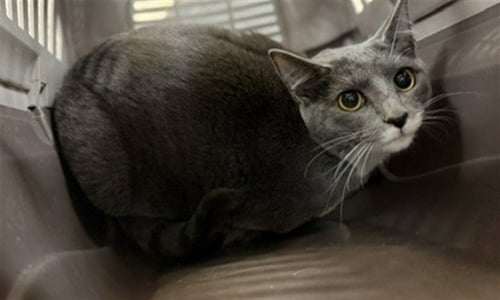 JASPER - Domestic Short Hair available for adoption