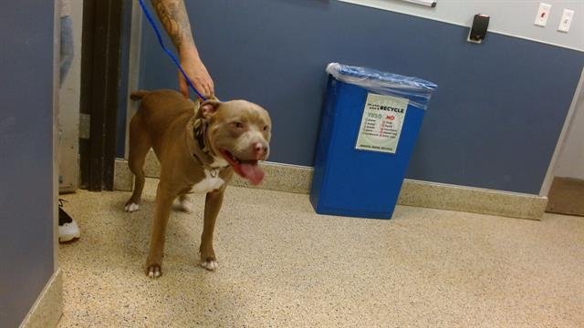 LOGAN - American Pit Bull Terrier available for adoption