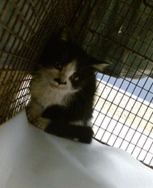 CLARA - Domestic Short Hair available for adoption