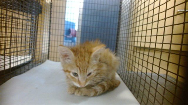 SPARKLER - Domestic Short Hair available for adoption