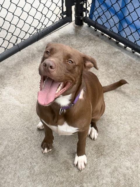 COPPER - American Bulldog available for adoption