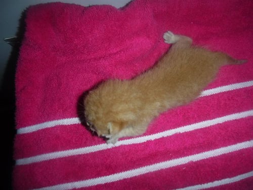 A2819917 - Domestic Short Hair available for adoption