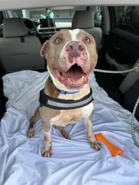TYSON - Photo 1