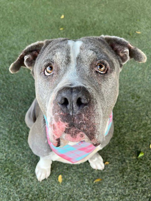 CLARK - American Bulldog available for adoption