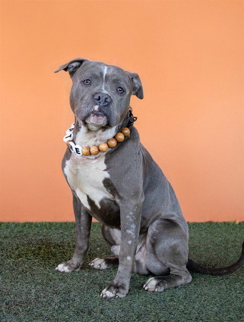 COLONEL - American Bulldog for adoption in Miami