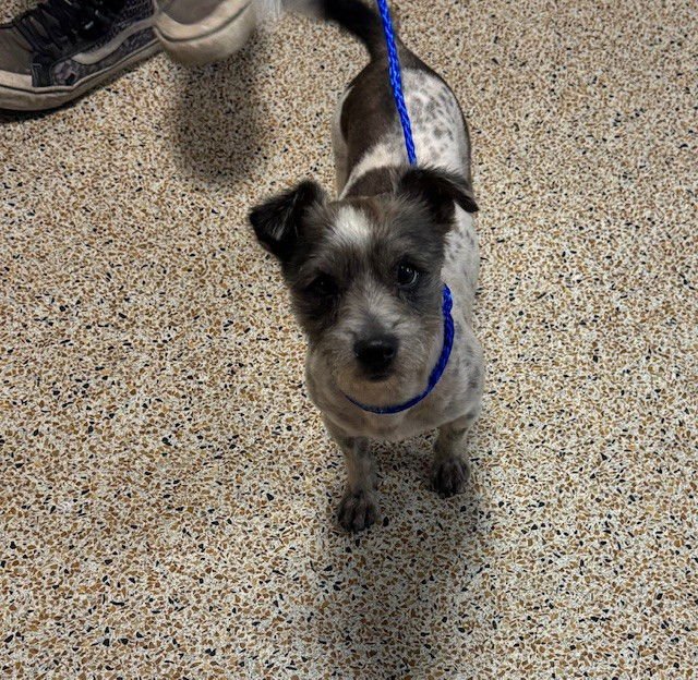 BILLY - Border Terrier available for adoption